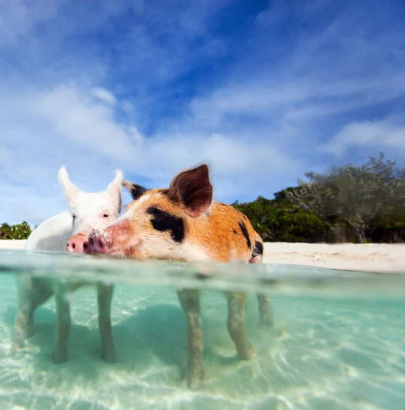 Nassau: 3 Islands Tour, Snorkelling, Pig Beach, Turtles & Lunch